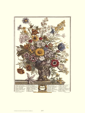 Framed November/Twelve Months of Flowers, 1730 Print