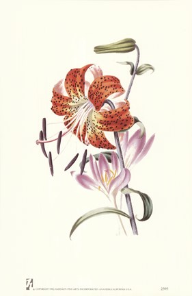 Framed Flowers (Untitled) Tiger Lily Print