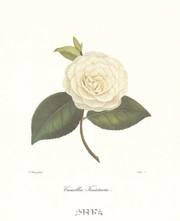 Framed Camellia Fenestrata Print