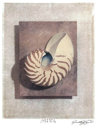 Framed Seashell Study II Print