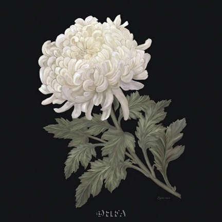 Framed Serenade Print