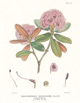 Framed Aeruginosum Print