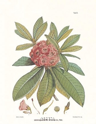 Framed Barbatum Gossaing-Than Nepal Print