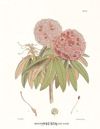 Framed Campeelliae Sheopore Nepal Print