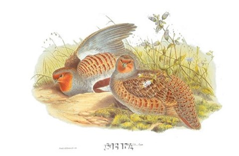 Framed Perdix Cinerea Print