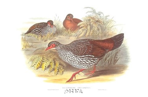 Framed Galloperdix Zeylonensis Print