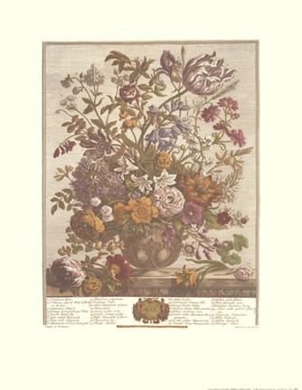 Framed May/Twelve Months of Flowers, 1730 Print