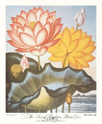 Framed Sacred Egyptian Bean Print