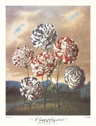 Framed Group of Carnations Print