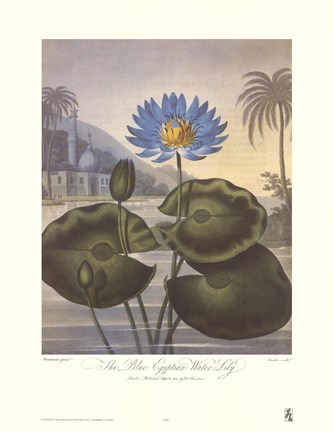Framed Blue Egyptian Water-Lily Print