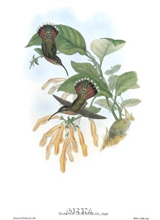 Framed Glaucis Lanceolata/Hummingbirds Print