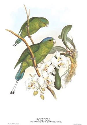 Framed Prioniturus Spatuliger Print