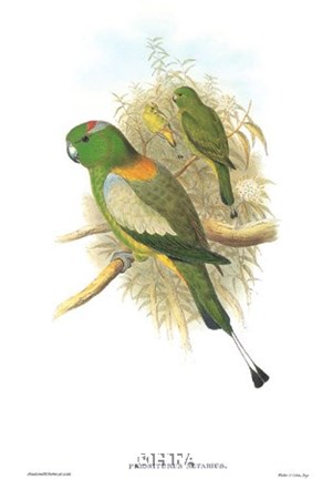 Framed Prioniturus Setarius Print