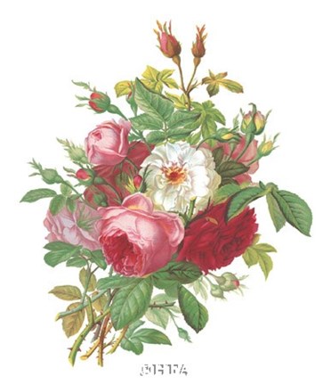 Framed Antique Roses Print