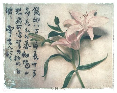 Framed Oriental Lily Print