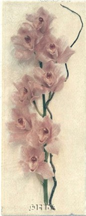 Framed Orchid with Branch Print