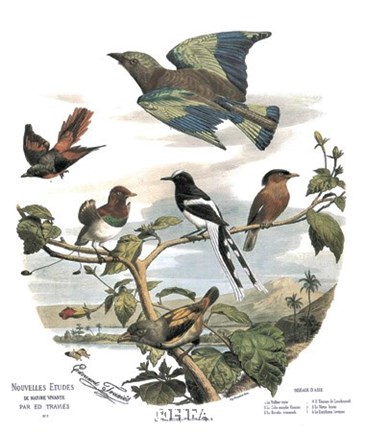 Framed Asian Birds Print