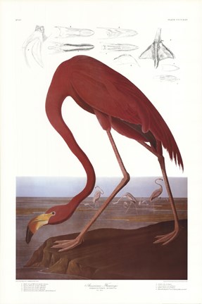 Framed American Flamingo Print