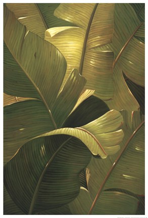 Framed Amazon Canopy Print