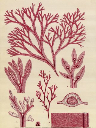 Framed Britich Seaweed Plate CCXLVII Print