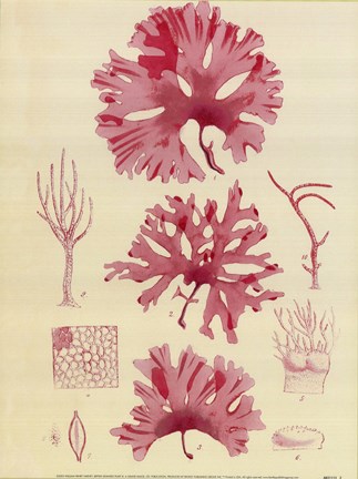 Framed Britich Seaweed Plate IX Print