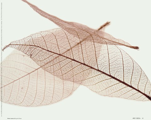 Sheer Leaves IV Fine Art Print by Unknown at