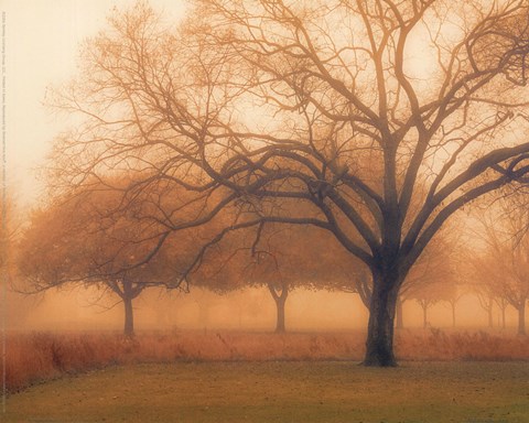 Framed Memory of Trees Print