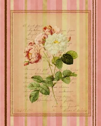 Framed Botanical Rose II Print