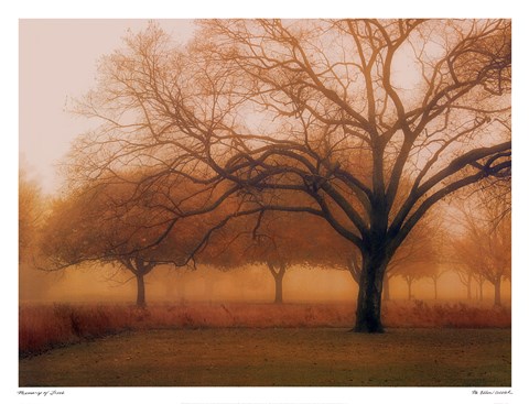 Framed Memory of Trees Print