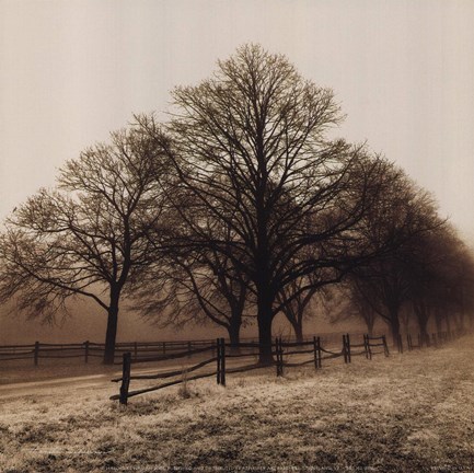 Framed Row of Trees Print