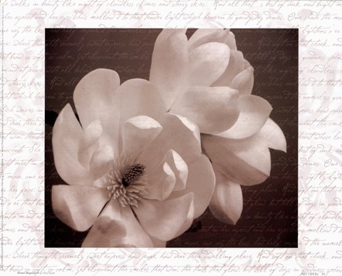 Framed Winter Magnolia II Print