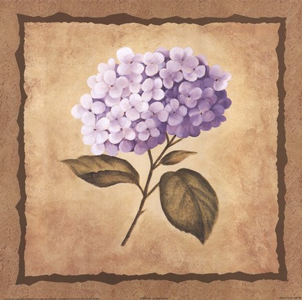Framed Hydrangea Print