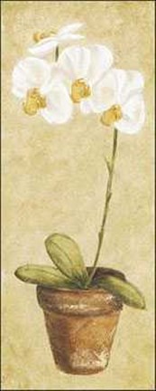 Framed Spring Orchids II Print