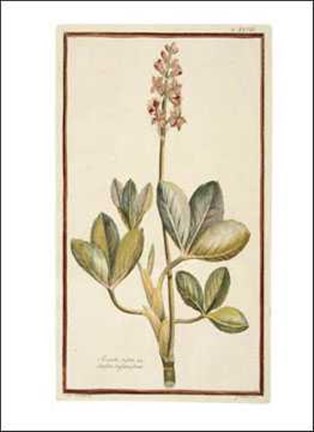 Framed Botanicals Print