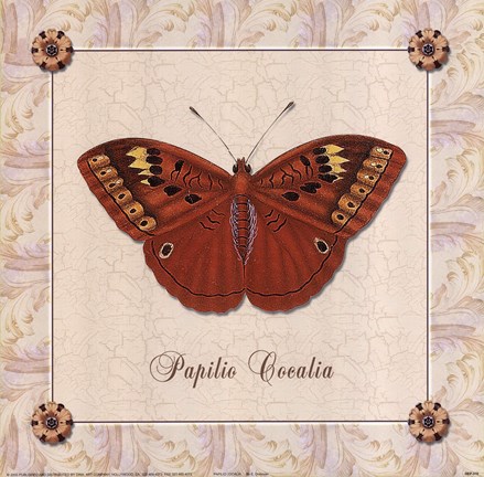 Framed Papilio Cocalia Print