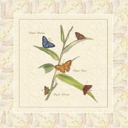 Framed Papilio III Print