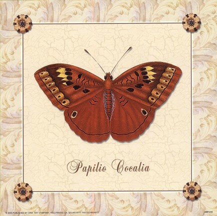 Framed Papilio Cocalia Print