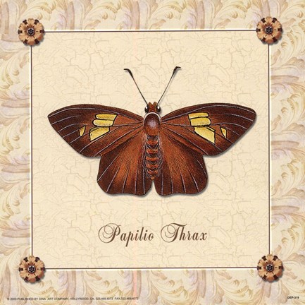 Framed Papilio Thrax Print