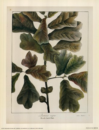 Framed Black-Jack Oak Print