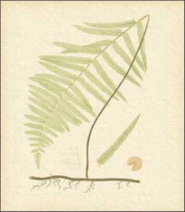 Framed Aspidium Unitum Print