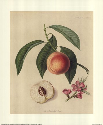 Framed Acton Scott Peach Print