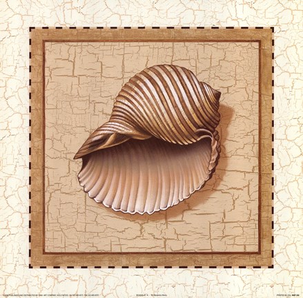Framed Seashells III Print