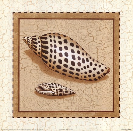 Framed Seashells IV Print