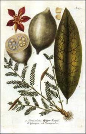 Framed Geniculata Print