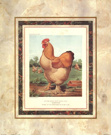 Framed Buff. Cochin Cock Print