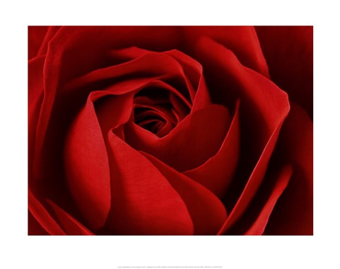 Framed L'Important, c'est la Rose Print