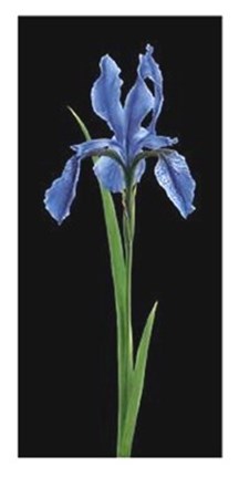Framed Iris Print
