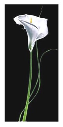 Framed Calla Lily Print