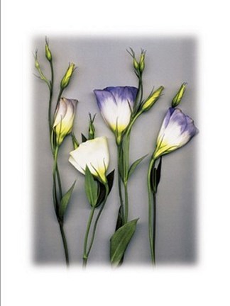 Framed Blue Lizzianthus Print