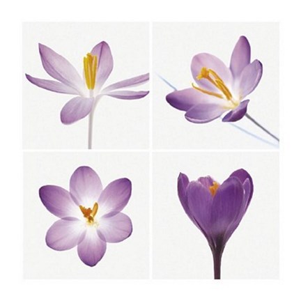 Framed Four Crocuses Print